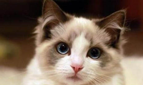 布偶貓拉肚子會自愈嗎