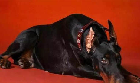 哪種狗狗好養又不掉毛