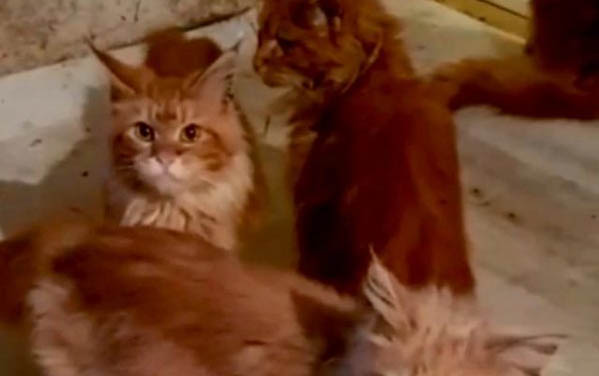 狗干糧和濕糧可以混在一起吃嗎