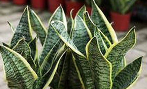 虎皮鸚鵡突然死了怎么回事