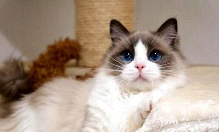 布偶貓拉肚子死了，原因是什么