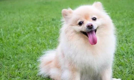 四個月金毛狗狗每天應該吃多少狗糧