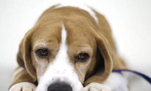 狗狗定點上廁所怎么訓練