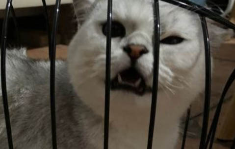 貓咪亂拉亂尿是什么原因