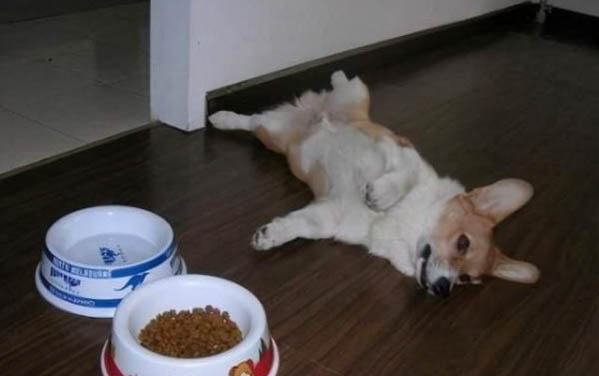 狗糧制作方法配方大全