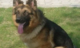 如何給家里的狗減肥吃狗糧呢