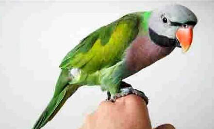 鸚鵡瘋狂拍打翅膀是怎么回事