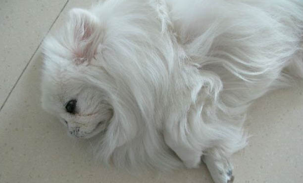 狗狗后腿癱瘓了