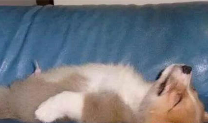 狗狗斷奶后如何喂養