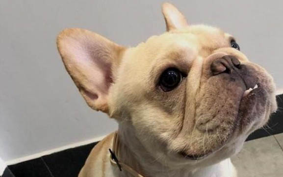 小狗得了皮膚病怎么辦