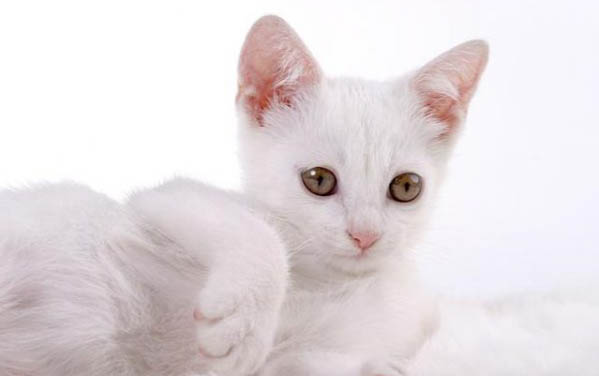 被家養的貓抓傷出血一定會得病嗎