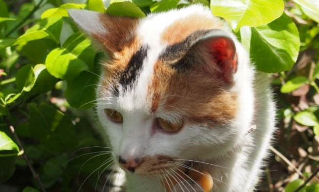 為什么三花貓不能養