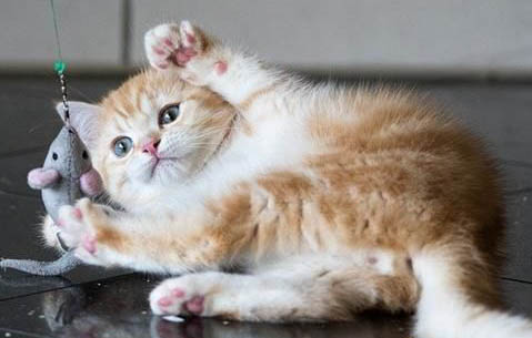 貓咪養多久才會跟主人親近