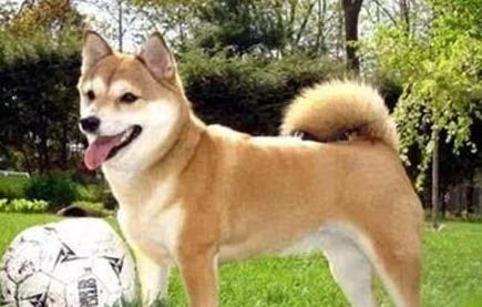 狗狗健康喂養常識