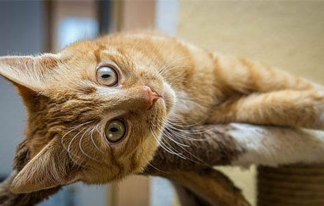 貓真菌皮膚病結痂的原因及處理方法