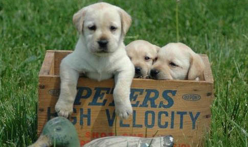 拉布拉多狗裝死怎么訓練