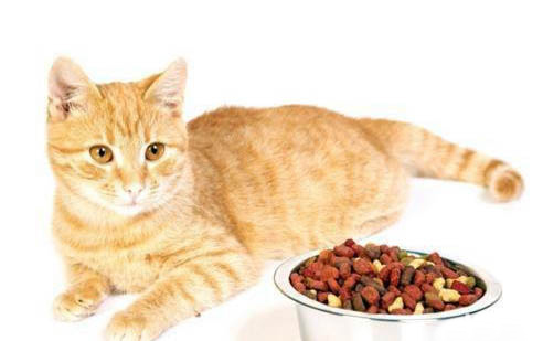 貓吃驅蟲藥后拉稀,不吃貓糧怎么辦呀