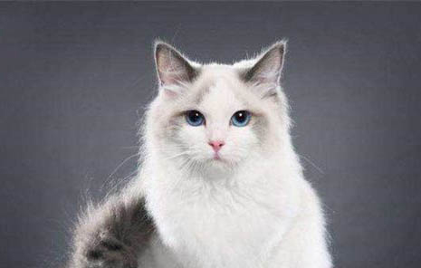 適合布偶貓吃的貓糧