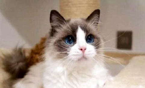 布偶貓的飼養方法注意事項