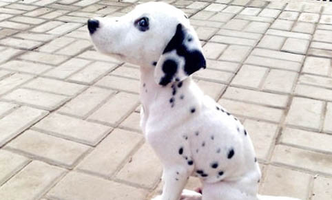 狗狗如何治療真菌性皮膚病