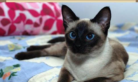 暹羅貓怎么訓練翻跟頭