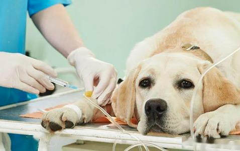 狗得皮膚病該怎么辦