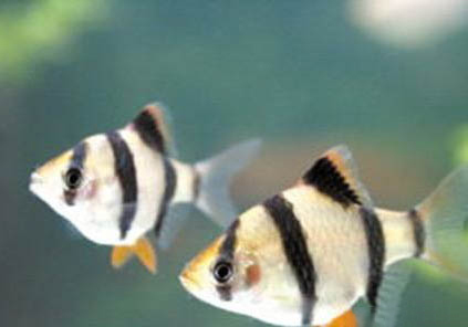 虎皮鸚鵡炸毛沒精神老閉眼怎么回事