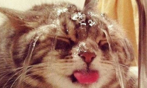 貓咪三聯疫苗可以隔多久打一次