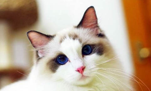 布偶貓應該如何訓練