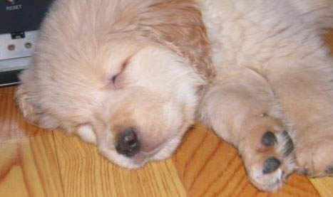 狗狗脫敏訓練是什么意思