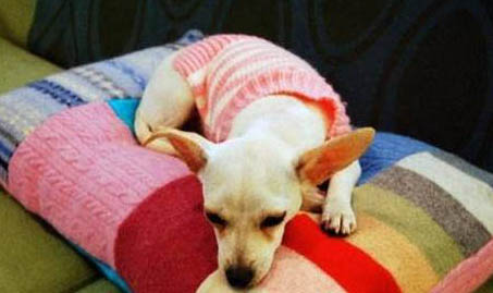 狗狗幾個月開始訓練定點大小便