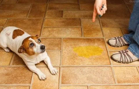 狗狗在多大開始訓練