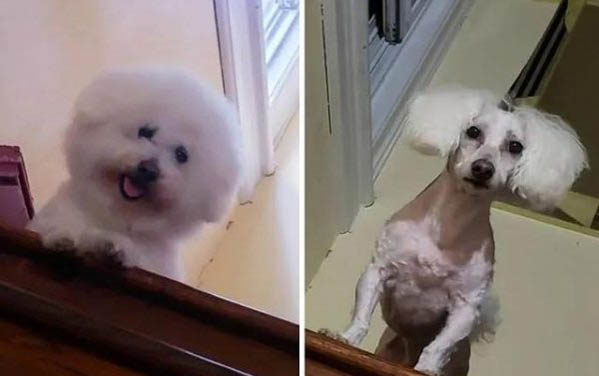 狗狗拉稀的現象和原因及處理方法