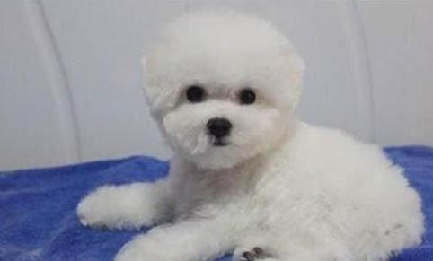 狗狗拉稀可以打疫苗嗎