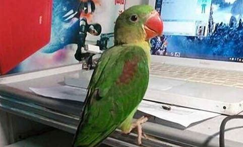 小太陽鸚鵡咬人的原因及解決辦法