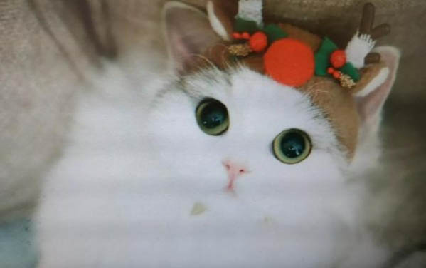 貓咪嘔吐沒消化的貓糧，可能是以下原因導致的