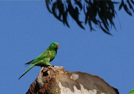 兩只鸚鵡互相咬嘴還叫是怎么回事