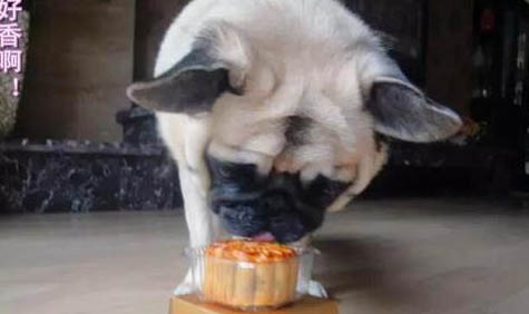 狗狗可以吃雞蛋嗎