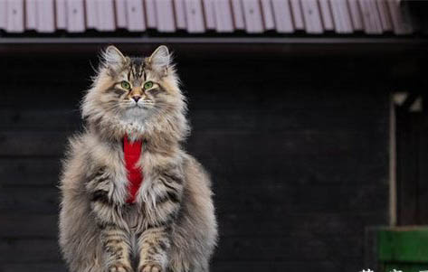 緬因貓應該如何訓練