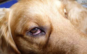 狗狗訓練多少錢