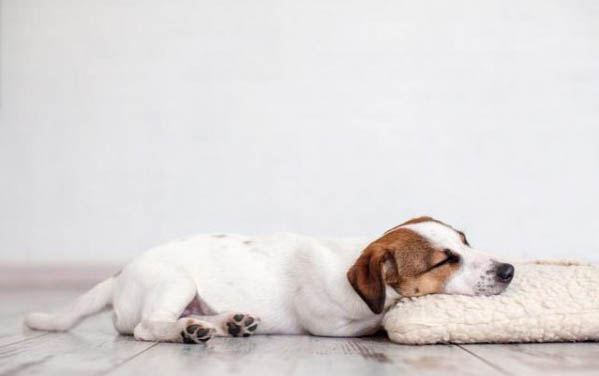 小狗驅蟲要拉幾天蟲子