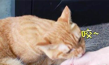 貓咪的馬拉色菌耳螨怎么治療