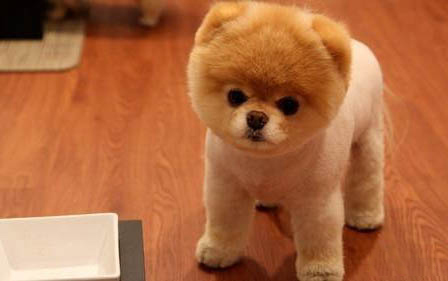 小狗拉屎拉尿怎么訓練