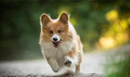 狗狗驅蟲多久能拉出來