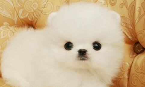 荒野盛宴和愛肯拿狗糧哪個好