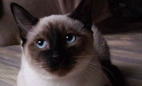 貓糧的成分有哪些